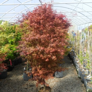 SKEETER'S BROOM UPRIGHT JAPANESE MAPLE
