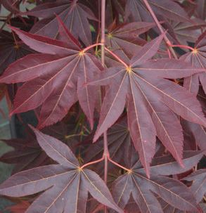 TSUKUSHIGATA UPRIGHT JAPANESE MAPLE