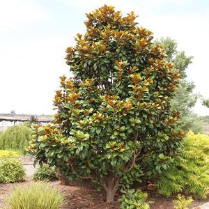 TEDDY BEAR® MAGNOLIA