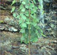 SUMMER CASCADE® WEEPING RIVER BIRCH