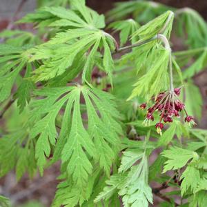 DANCING PEACOCK UPRIGHT JAPANESE MAPLE