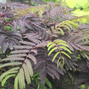 SUMMER CHOCOLATE MIMOSA