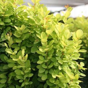GOLDEN ROCKET BARBERRY