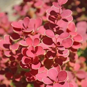 ORANGE ROCKET BARBERRY