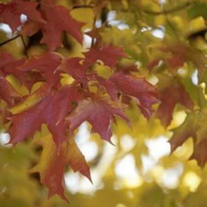 FALL FIESTA™ SUGAR MAPLE