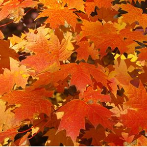 FIREHOUSE SUGAR MAPLE