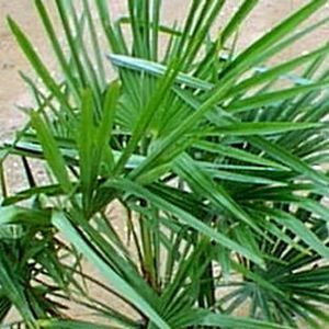 WINDMILL PALM