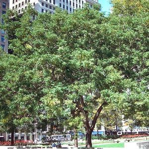SHADEMASTER HONEYLOCUST