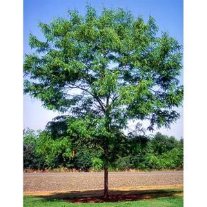 SKYLINE HONEYLOCUST