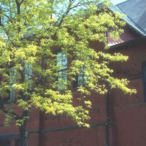 SUNBURST HONEYLOCUST