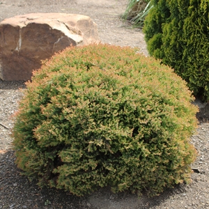 FIRE CHIEF™ ARBORVITAE
