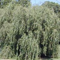CORKSCREW WILLOW