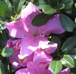 AUTUMN LILAC® ENCORE® AZALEA
