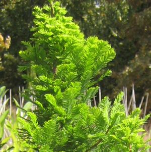 PEVE MINARET BALD CYPRESS