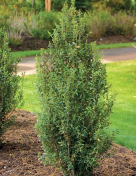 SKY BOX® JAPANESE HOLLY
