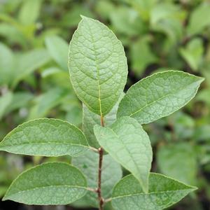 APOLLO MALE WINTERBERRY HOLLY