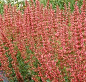 SUMMER FIESTA HYSSOP