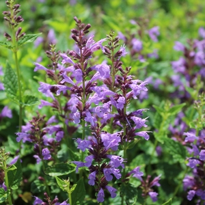 SUMMER SKY HYSSOP