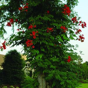 MADAME ROSY® TRUMPET VINE