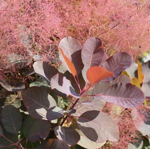GRACE SMOKETREE