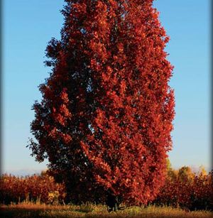 CRIMSON SPIRE™ OAK
