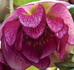 PEPPERMINT ICE WINTER JEWELS™ LENTEN ROSE