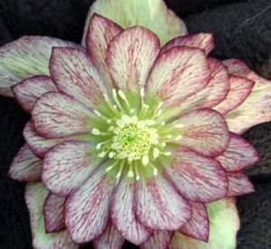 HARLEQUIN GEM WINTER JEWELS™ LENTEN ROSE