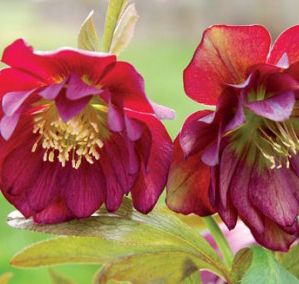 BERRY SWIRL WINTER JEWELS™ LENTEN ROSE