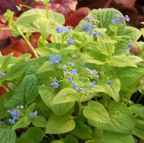 DIANE'S GOLD BRUNNERA