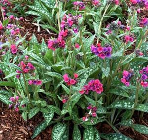 RASPBERRY SPLASH LUNGWORT