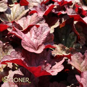 BERRY SMOOTHIE CORAL BELLS