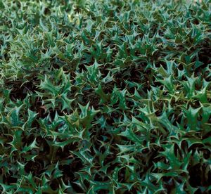 DWARF CHINESE HOLLY