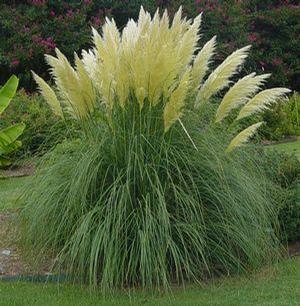 JET STREAMS™ DWARF PAMPAS GRASS