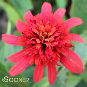 HOT PAPAYA CONEFLOWER