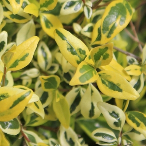 TWIST OF LIME™ ABELIA