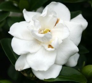 CROWN JEWEL GARDENIA
