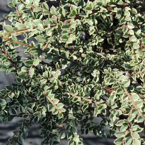 NORTHERN BORDERS™ COTONEASTER