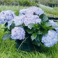 BIG DADDY HYDRANGEA