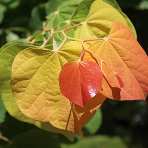 THE RISING SUN™ REDBUD