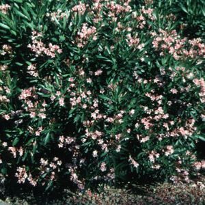 TURNER'S CARNIVAL™ OLEANDER