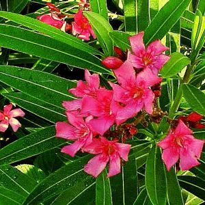 TURNER'S FLIRT™ OLEANDER