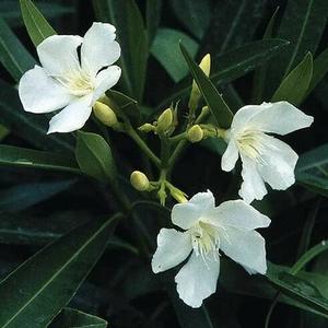 HARDY WHITE OLEANDER