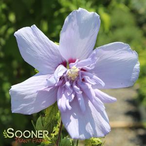 BLUE CHIFFON® ALTHEA