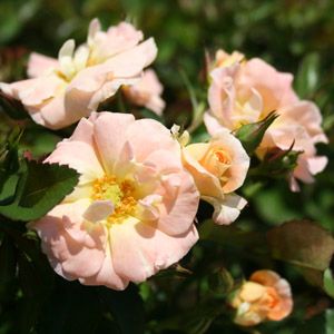 PEACH DRIFT® ROSE