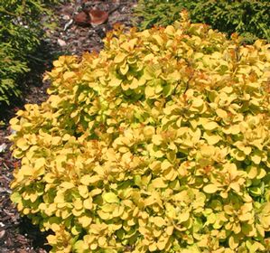 SUNJOY® GOLD BERET BARBERRY