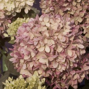 LITTLE LIME® HYDRANGEA