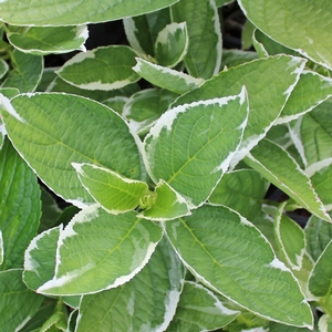 LIGHT-O-DAY® HYDRANGEA