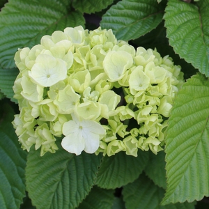 POPCORN VIBURNUM