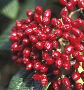 DART'S DUKE VIBURNUM