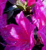 DWARF LAVENDER GIRARD AZALEA